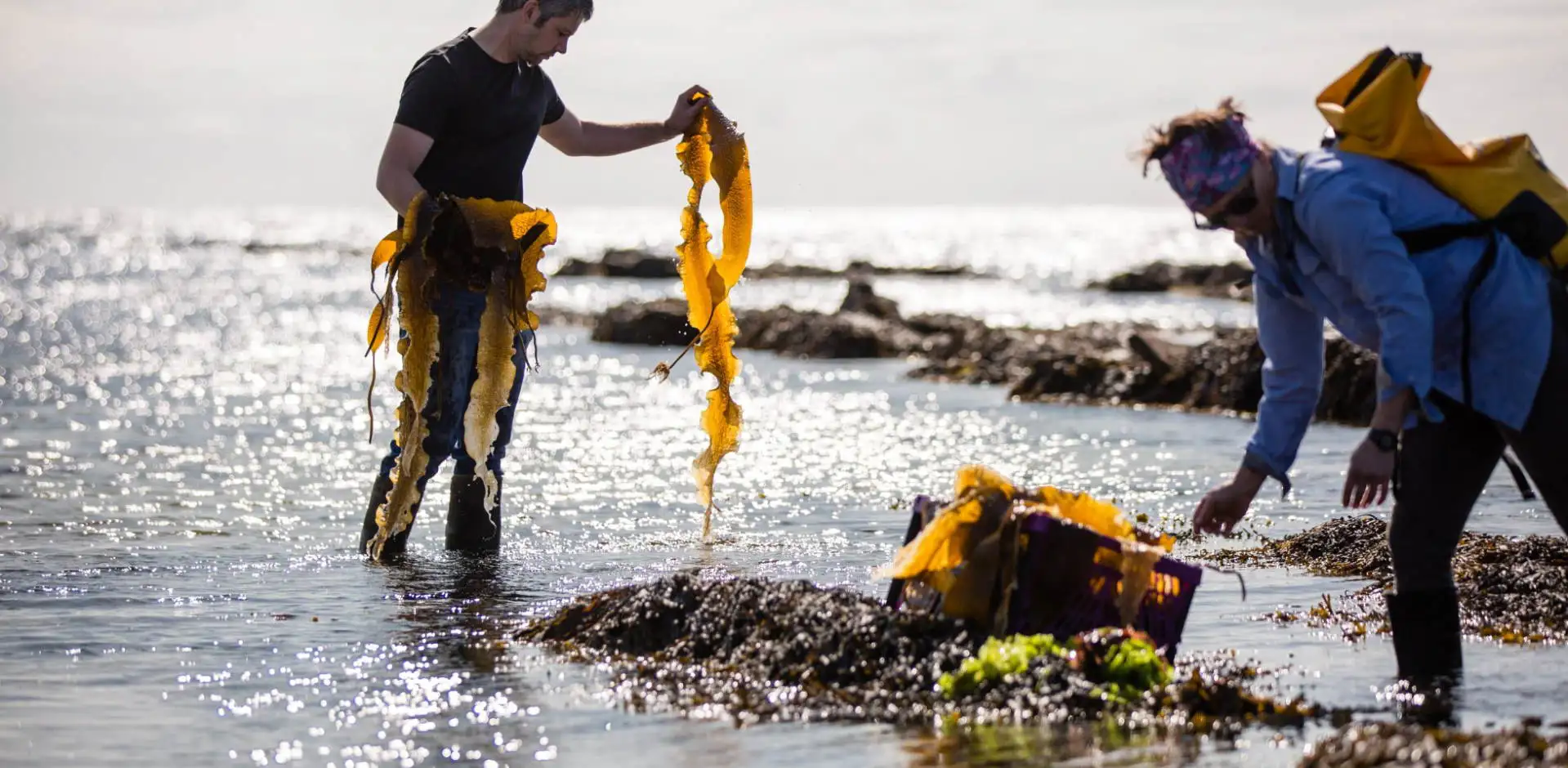 Seaweed1920 940